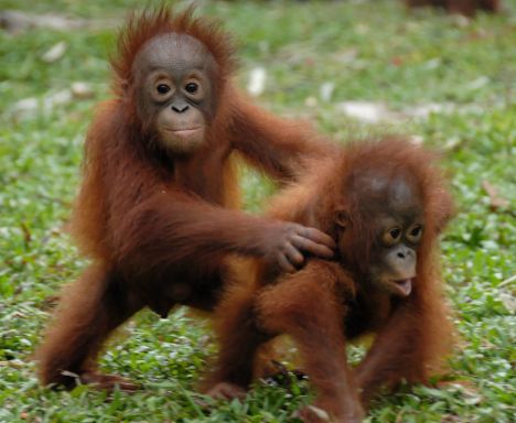 Orangutan Island