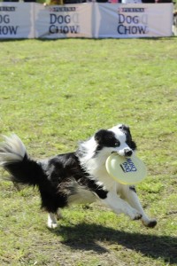 Dog Frisbee